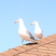 California Gull